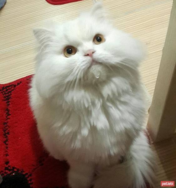 İran Kedisi (Persian), Kedi  Kıtır Paşa fotoğrafı