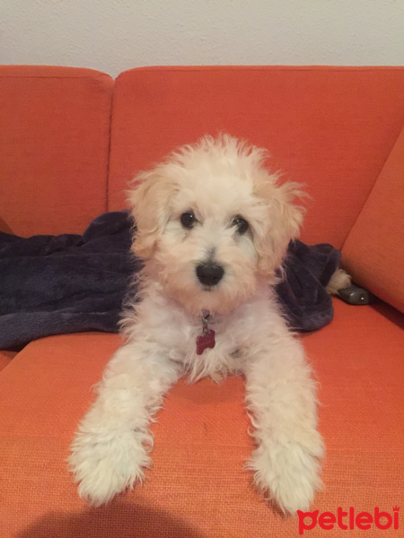 Poodle(Standart Kaniş), Köpek  Disney fotoğrafı