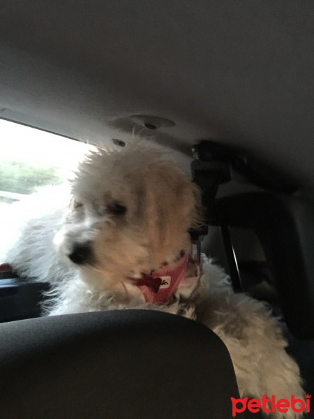 Poodle(Standart Kaniş), Köpek  Disney fotoğrafı