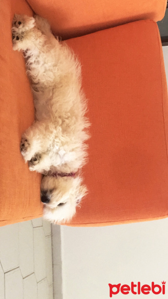 Poodle(Standart Kaniş), Köpek  Disney fotoğrafı