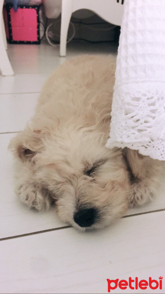 Poodle(Standart Kaniş), Köpek  Disney fotoğrafı