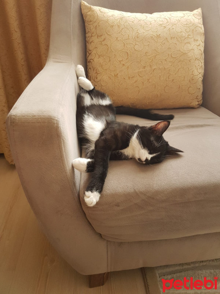 Tuxedo (Smokin) Kedi, Kedi  zeytin fotoğrafı