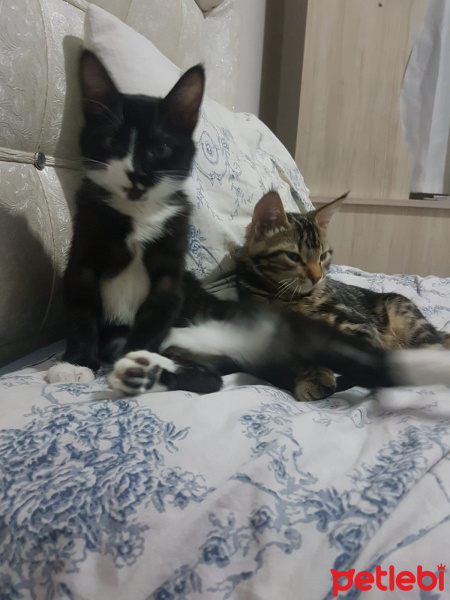 Tuxedo (Smokin) Kedi, Kedi  zeytin fotoğrafı