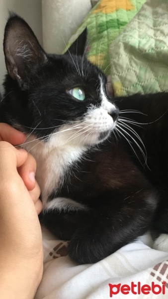 Tuxedo (Smokin) Kedi, Kedi  zeytin fotoğrafı