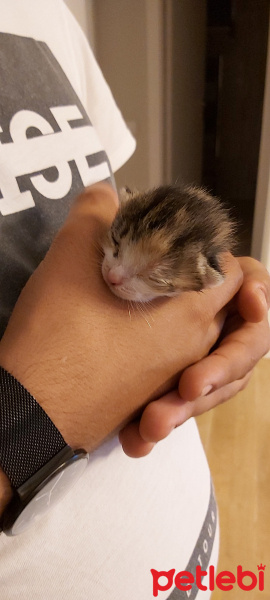 Tekir Kedi, Kedi  Latte fotoğrafı