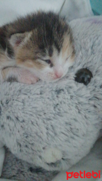 Tekir Kedi, Kedi  Latte fotoğrafı