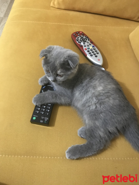 Scottish Fold, Kedi  Duman fotoğrafı