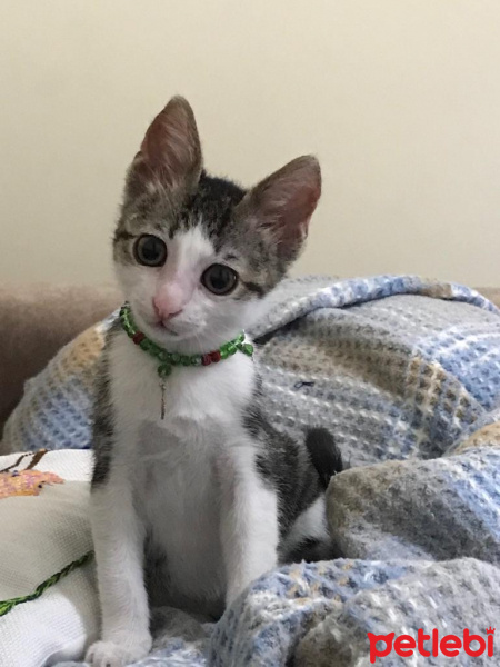 Tekir Kedi, Kedi  Köpük fotoğrafı