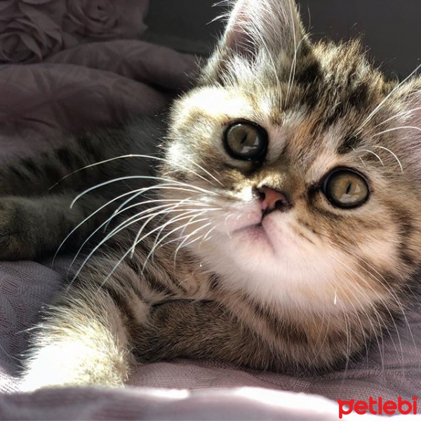 British Shorthair, Kedi  MİA fotoğrafı