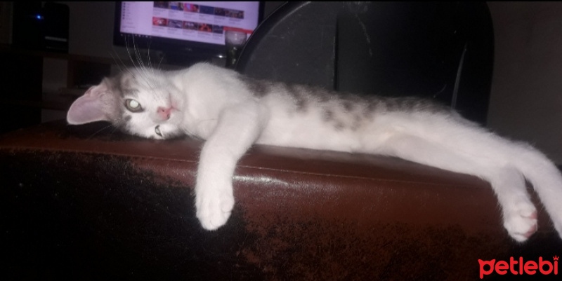 Sibirya Kedisi, Kedi  Leo fotoğrafı