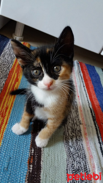 Sarman, Kedi  Venüs fotoğrafı