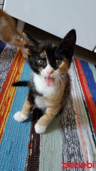 Sarman, Kedi  Venüs fotoğrafı
