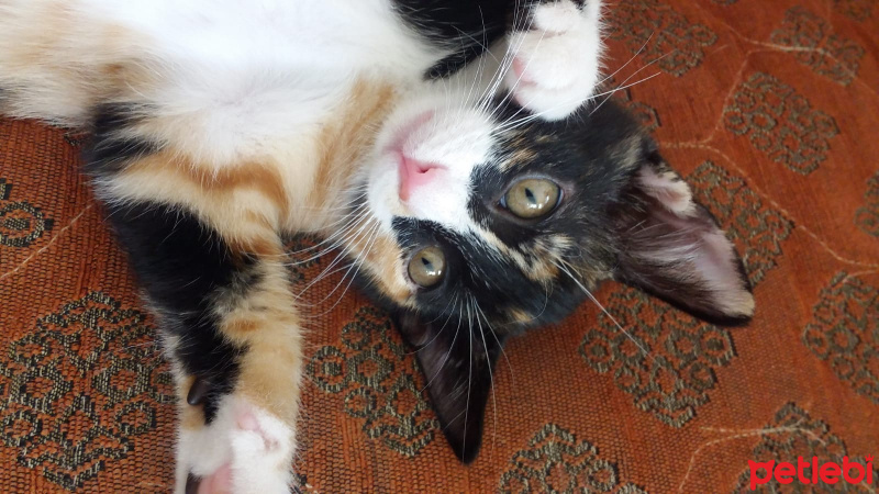 Sarman, Kedi  Venüs fotoğrafı
