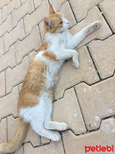 Tekir Kedi, Kedi  Mişa fotoğrafı