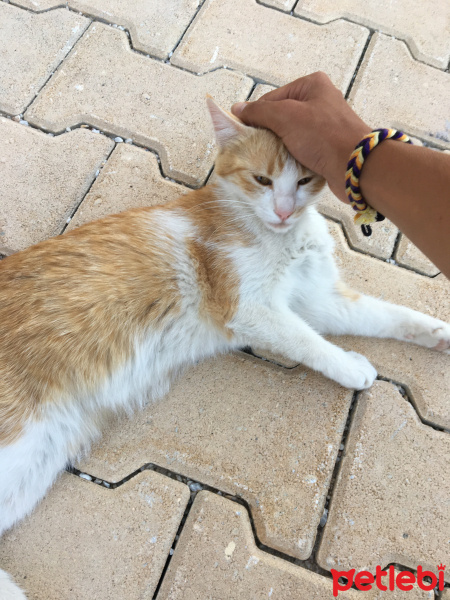 Tekir Kedi, Kedi  Mişa fotoğrafı