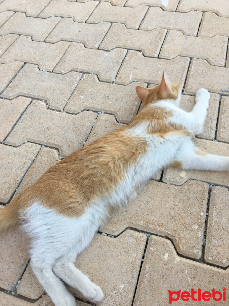 Tekir Kedi, Kedi  Mişa fotoğrafı