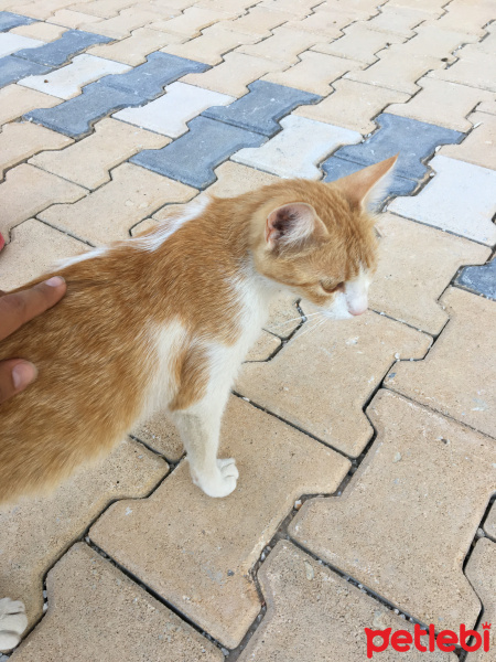 Tekir Kedi, Kedi  Mişa fotoğrafı