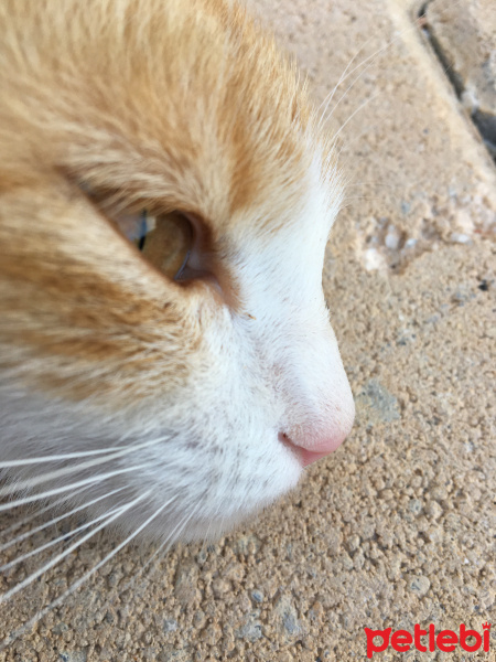 Tekir Kedi, Kedi  Mişa fotoğrafı