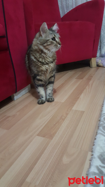 Tekir Kedi, Kedi  Tekila fotoğrafı