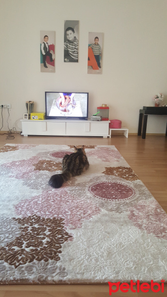 Tekir Kedi, Kedi  Tekila fotoğrafı