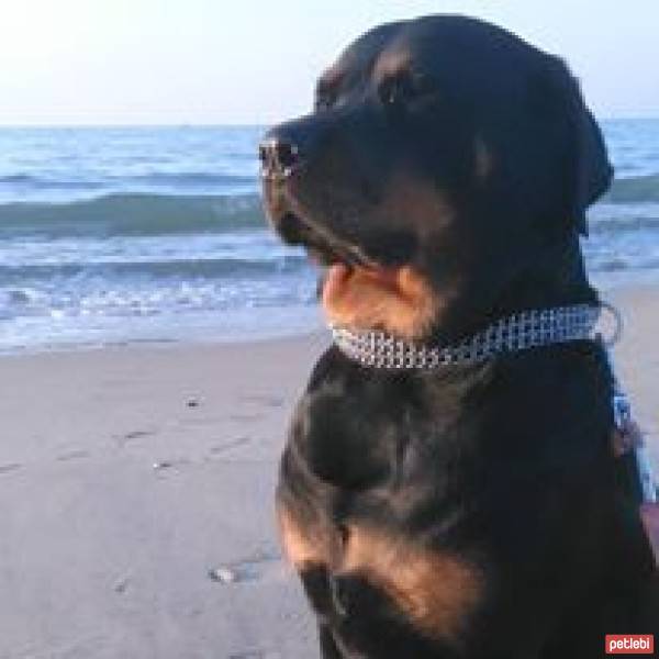 Rottweiler, Köpek  Cadı fotoğrafı