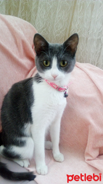 Tekir Kedi, Kedi  Erik fotoğrafı