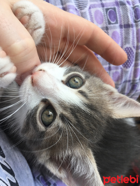 Tekir Kedi, Kedi  Duman fotoğrafı