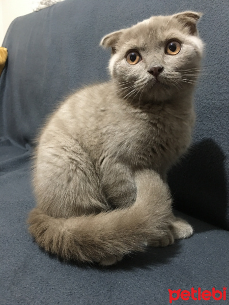 Scottish Fold, Kedi  Rüzgar fotoğrafı