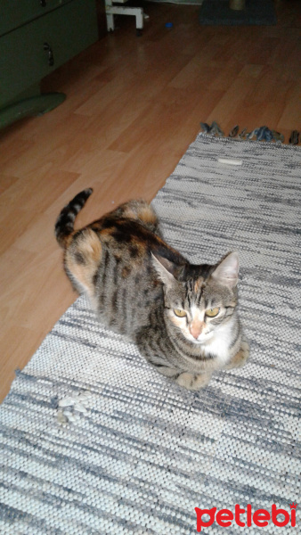 Tekir Kedi, Kedi  Kaktüs fotoğrafı