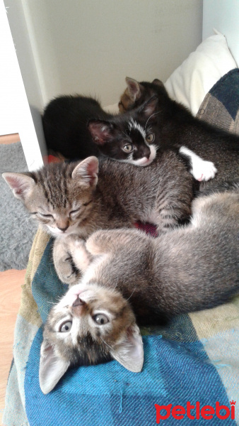 Tekir Kedi, Kedi  Kaktüs fotoğrafı