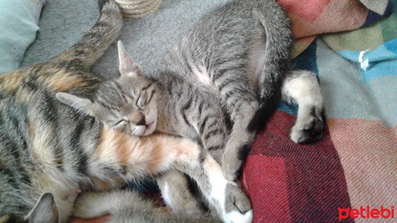Tekir Kedi, Kedi  Kaktüs fotoğrafı