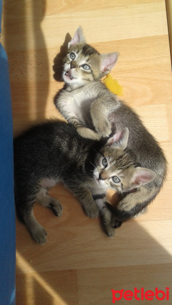 Tekir Kedi, Kedi  Kaktüs fotoğrafı