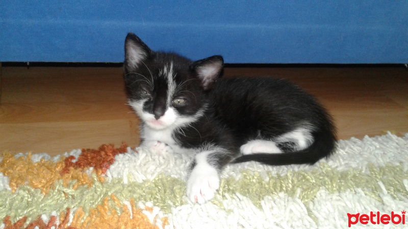 Tekir Kedi, Kedi  Kaktüs fotoğrafı