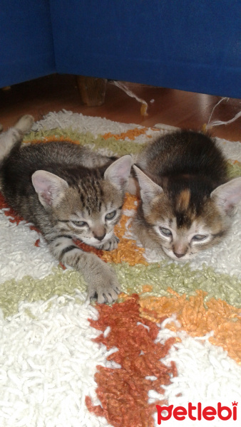 Tekir Kedi, Kedi  Kaktüs fotoğrafı