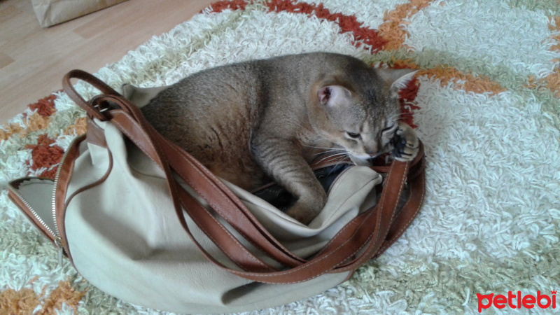 Tekir Kedi, Kedi  Kaktüs fotoğrafı