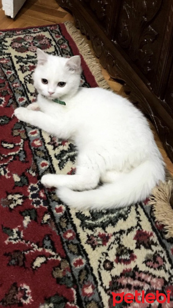 Scottish Fold, Kedi  Merlin fotoğrafı