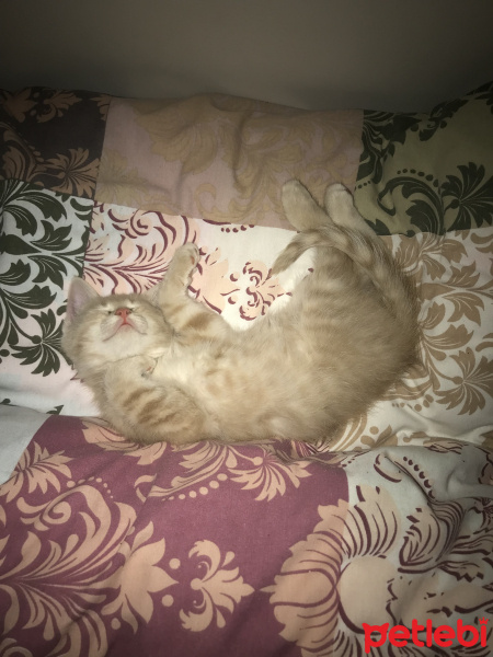 Scottish Fold, Kedi  ALEX fotoğrafı