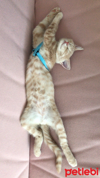 Scottish Fold, Kedi  ALEX fotoğrafı