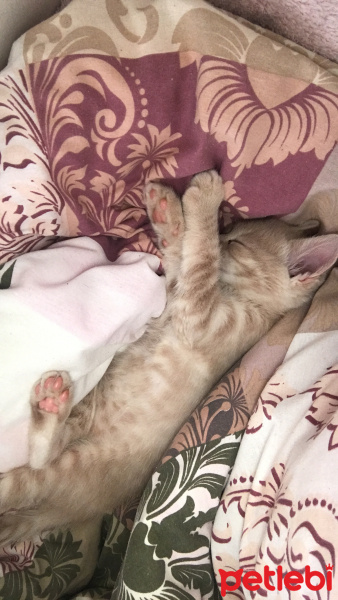 Scottish Fold, Kedi  ALEX fotoğrafı