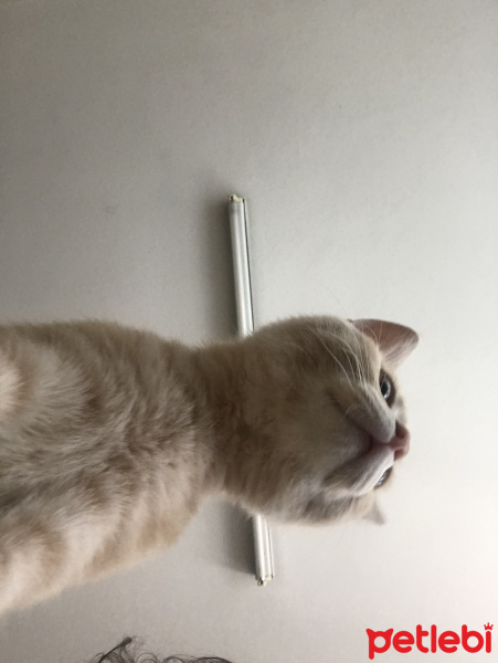 Scottish Fold, Kedi  ALEX fotoğrafı