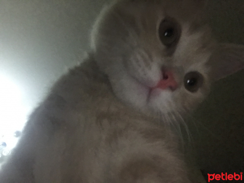 Scottish Fold, Kedi  ALEX fotoğrafı