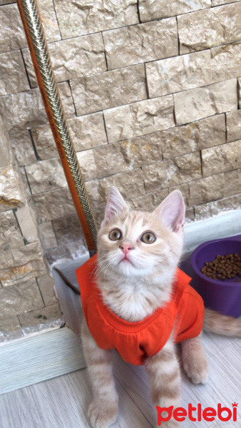 Scottish Fold, Kedi  ALEX fotoğrafı