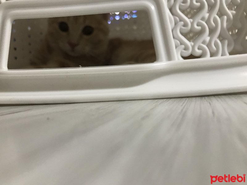 Scottish Fold, Kedi  ALEX fotoğrafı