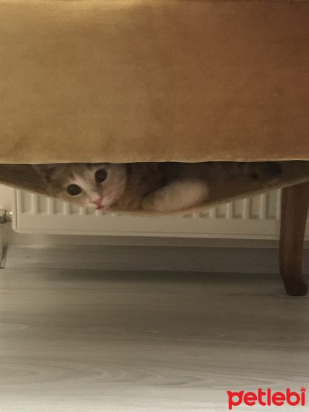 Scottish Fold, Kedi  ALEX fotoğrafı