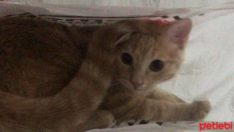 Scottish Fold, Kedi  ALEX fotoğrafı