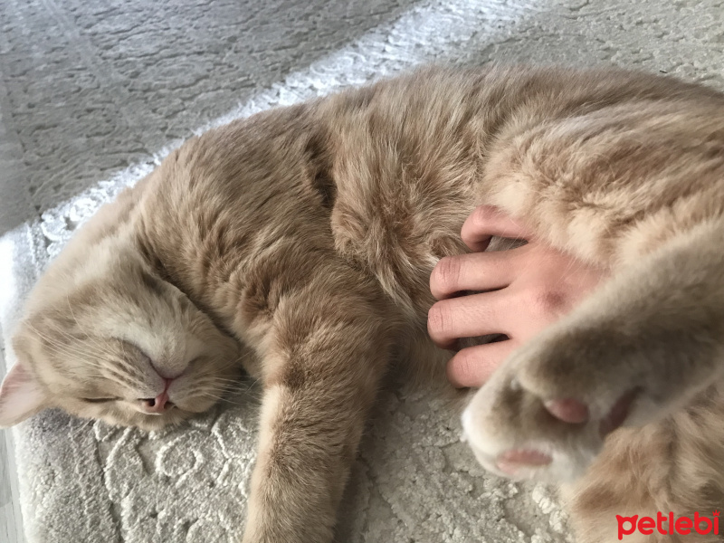 Scottish Fold, Kedi  ALEX fotoğrafı
