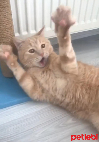 Scottish Fold, Kedi  ALEX fotoğrafı