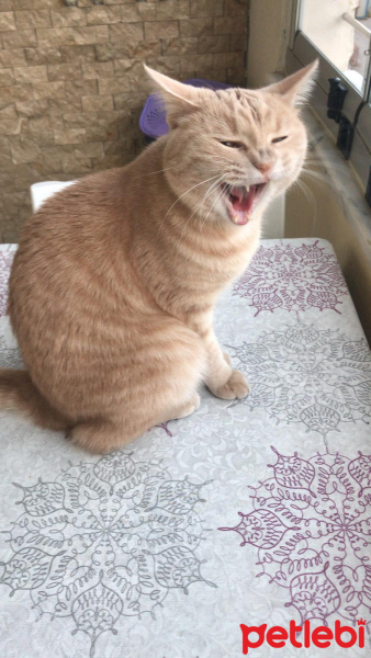 Scottish Fold, Kedi  ALEX fotoğrafı
