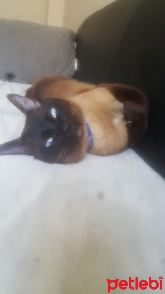 Siyam Kedisi, Kedi  Çiko fotoğrafı