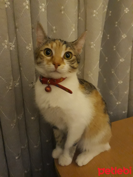 Sarman, Kedi  Arthemis fotoğrafı